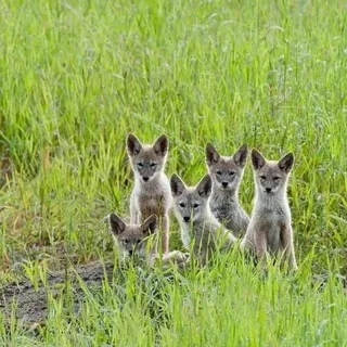 thumbnail for publication: Coyotes